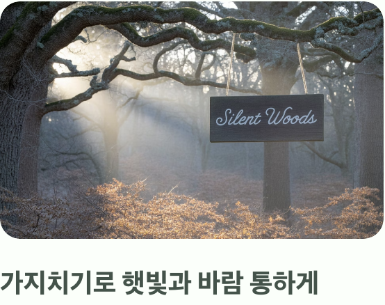 가시오갈피&amp;#44; 왜 가지치기가 필수일까?