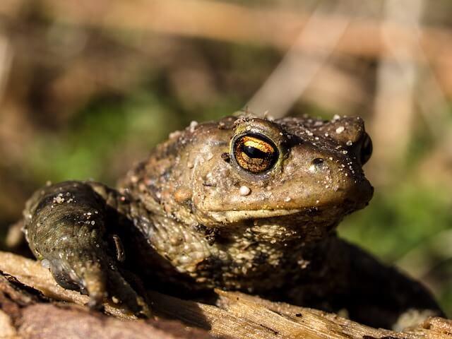 두꺼비-보는-꿈-해몽