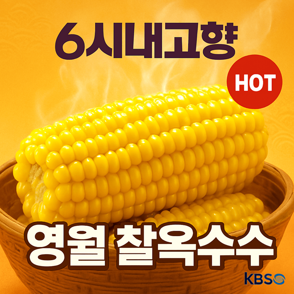 6시내고향 강원도 영월 찰옥수수 썸네일