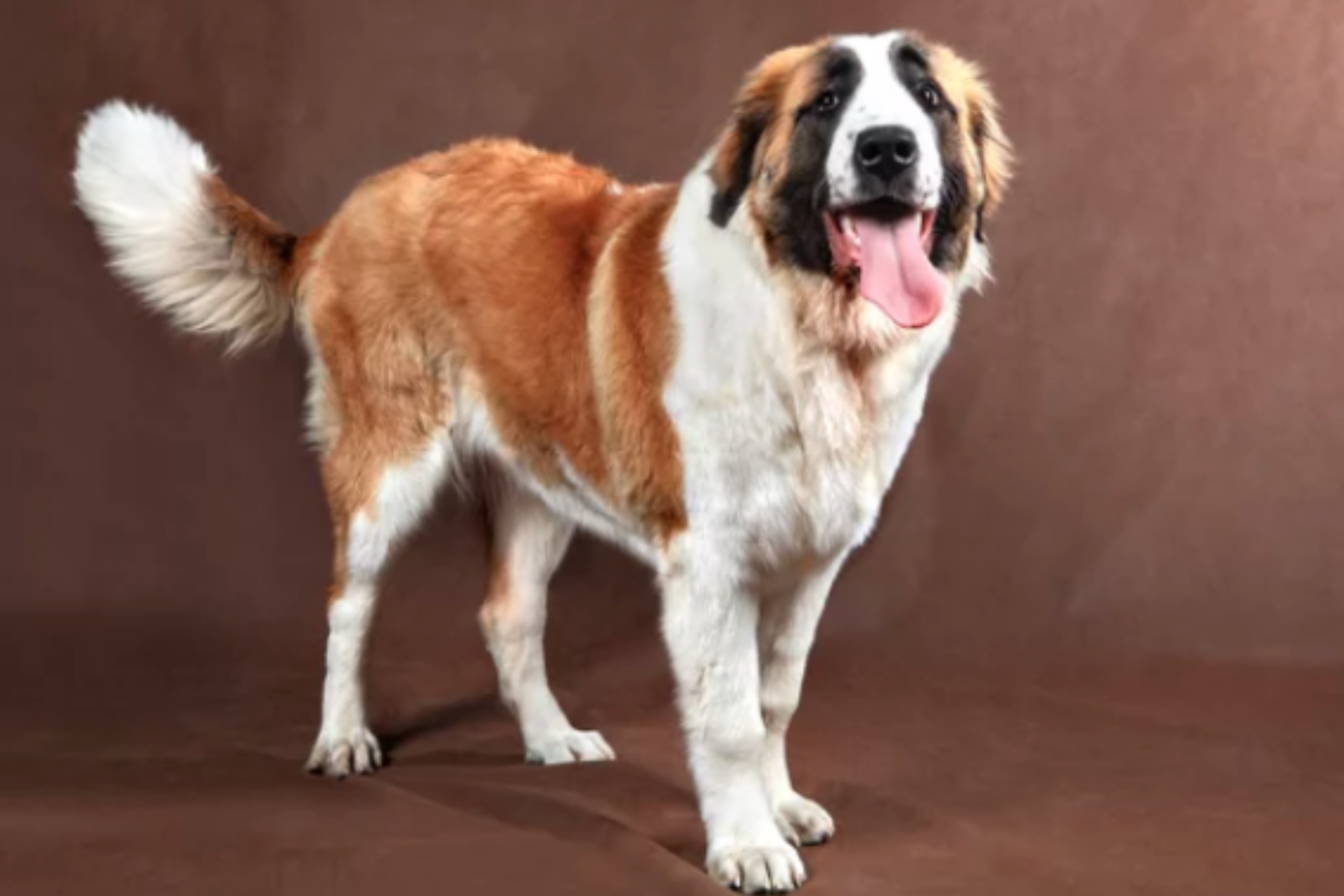 SAINT BERNARD/출처:어도비스톡