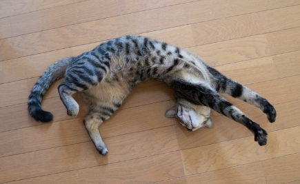 마루에서 자라는 고양이.