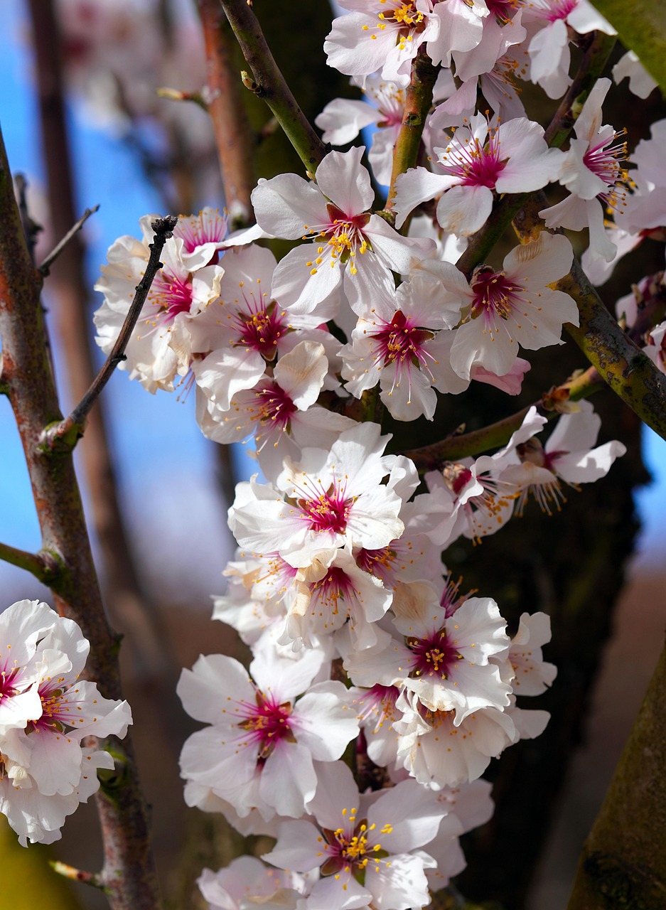 2025년 전국 매화축제 일정 총정리(양평매화마을 광양 양산원동 구례 부산대저)