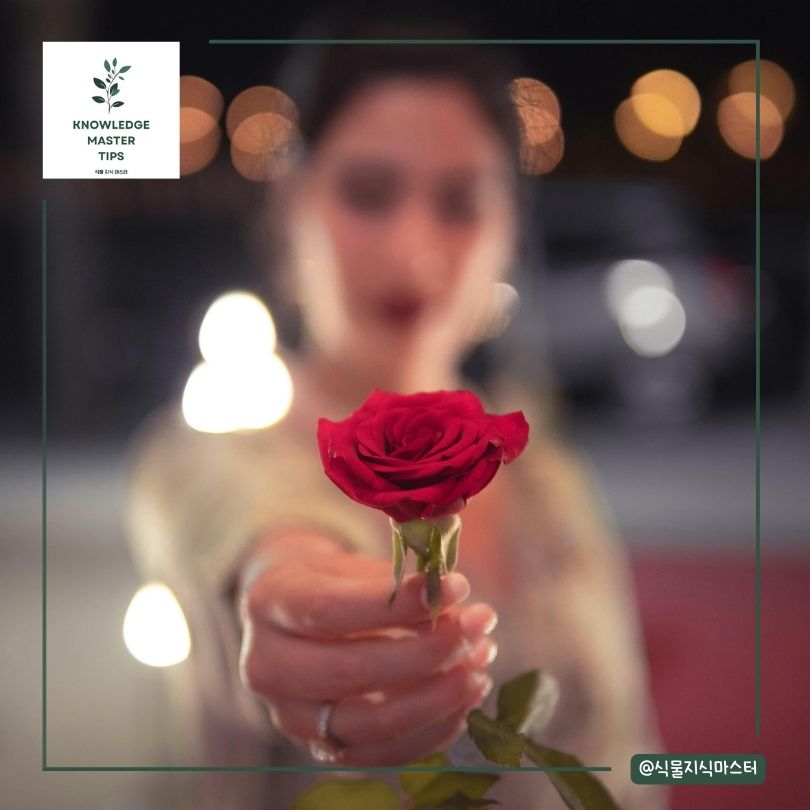 장미꽃 꽃말과 여러 의미들 - 연인간의 사랑의 표현