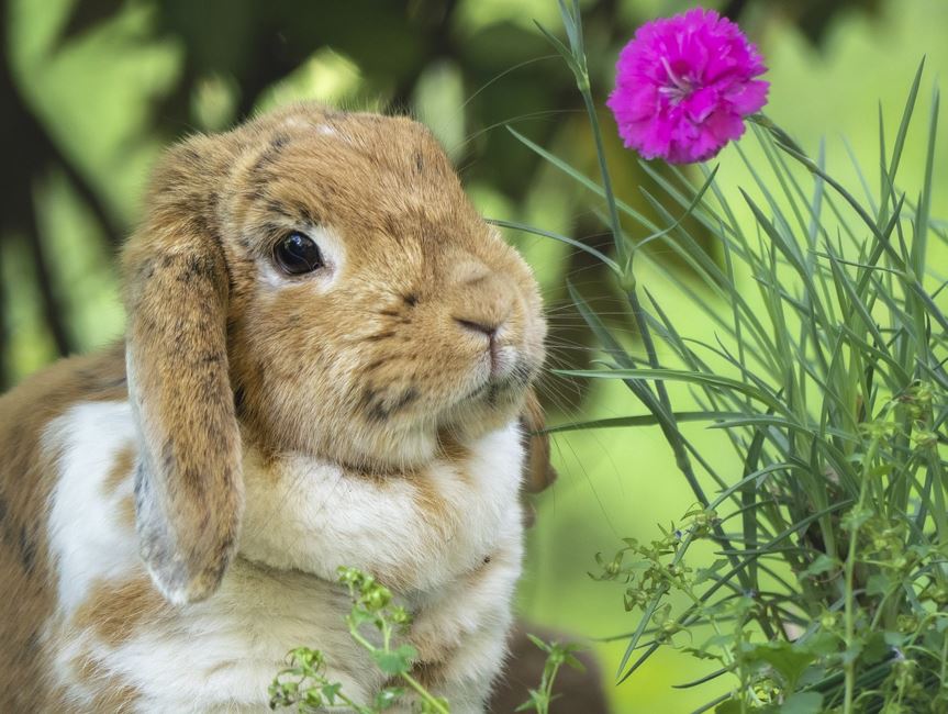 2026년 토끼띠 월별 운세 총정리