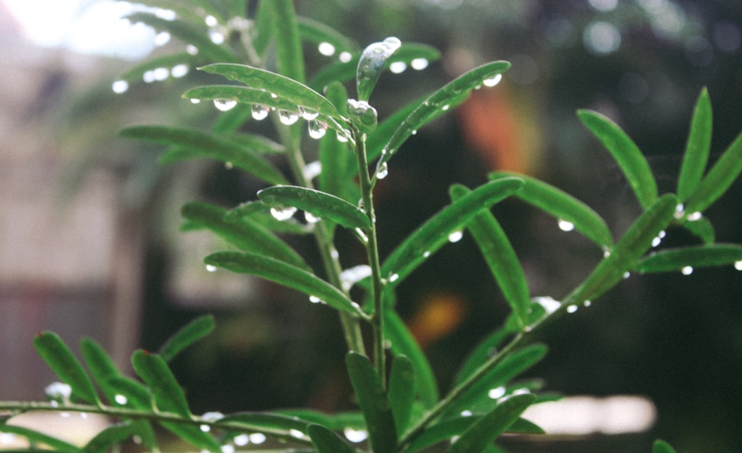Plant extract