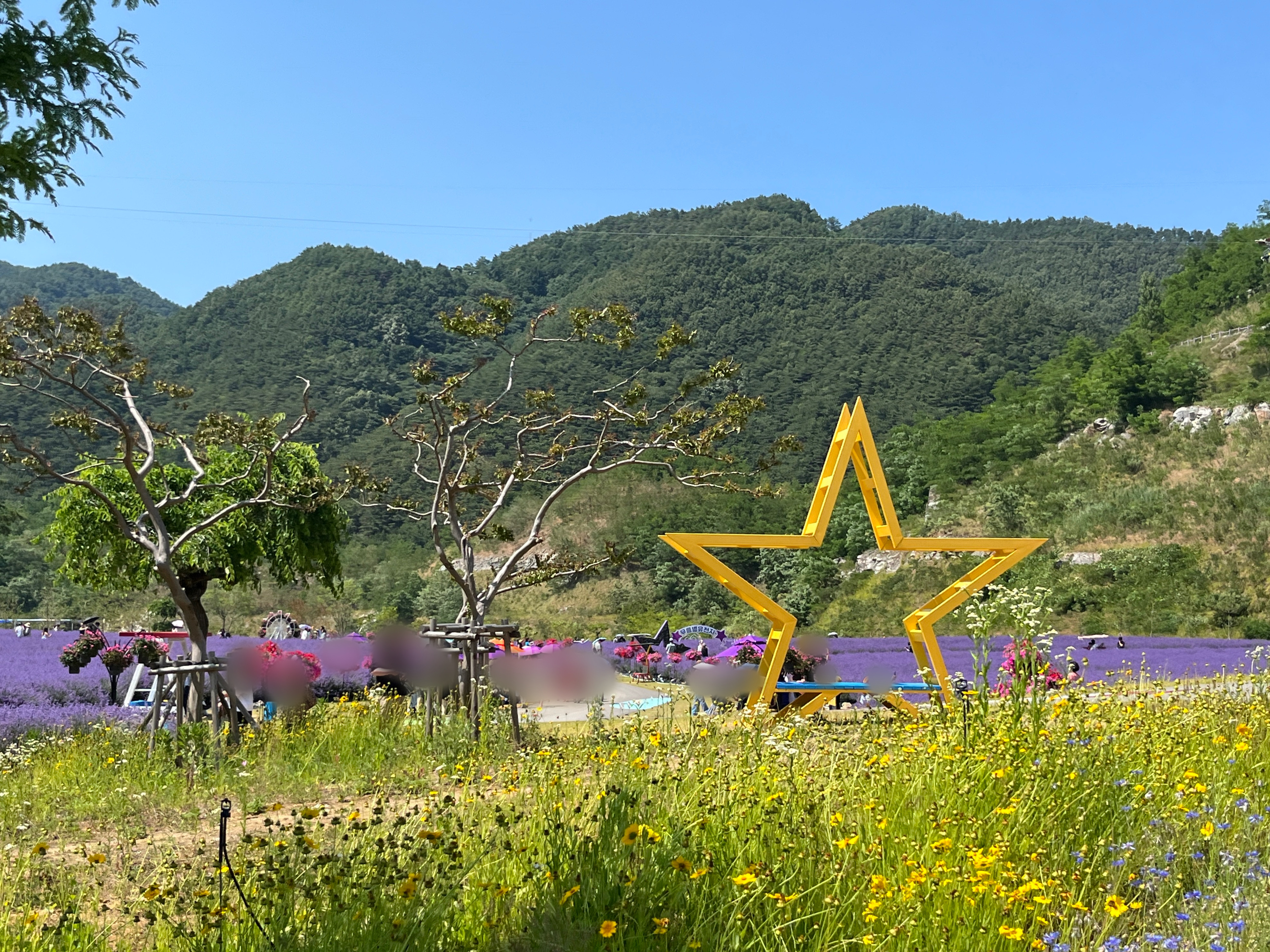 무릉별유천지 라벤더