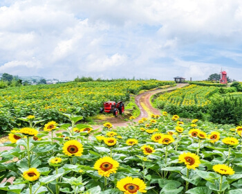 강주 해바라기 축제_15