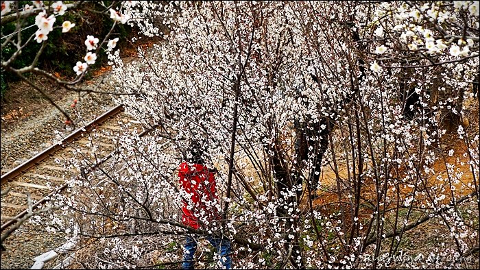 부산근교 원동매하화 순매원