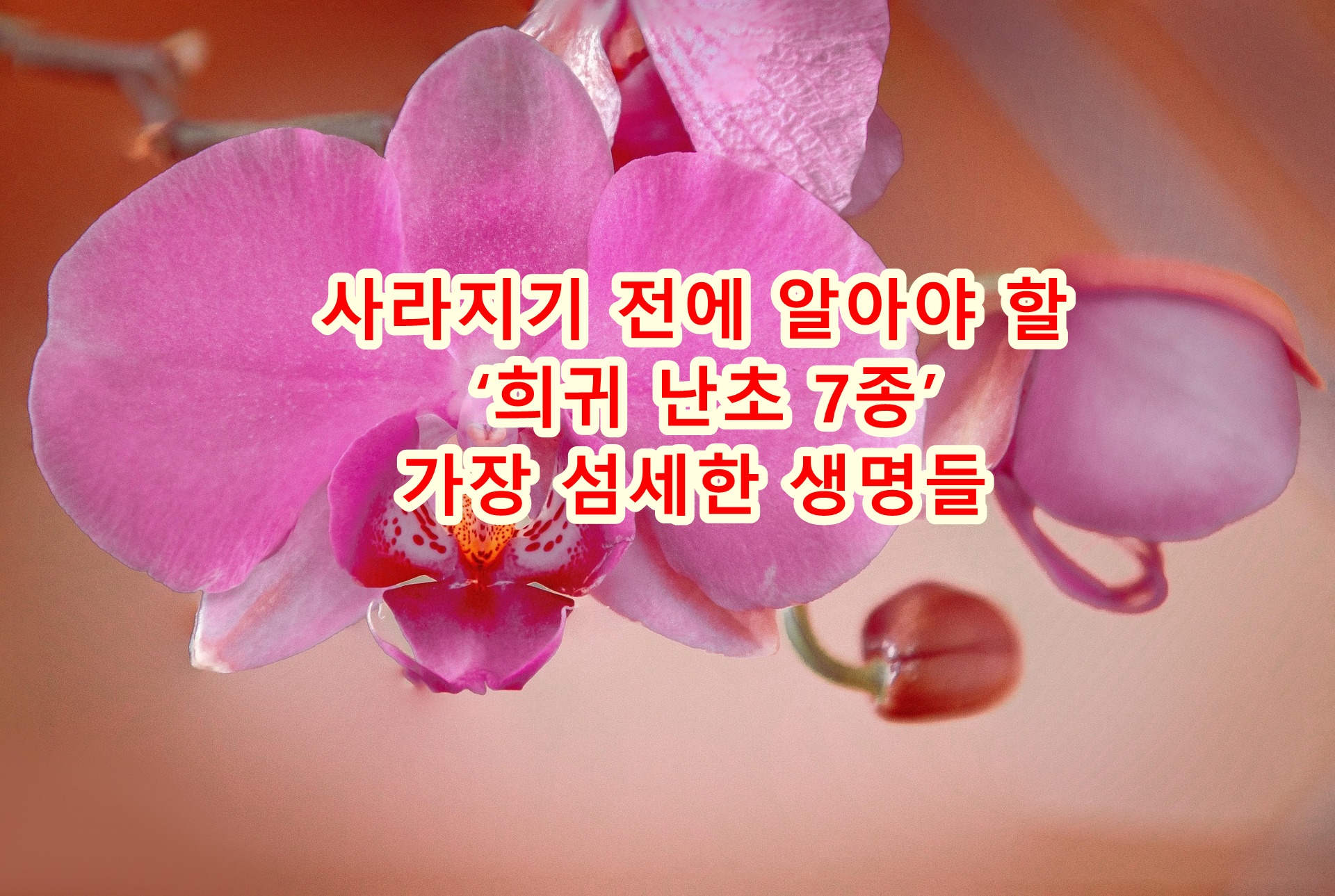기후 변화로 사라지기 전 알아야 할 &lsquo;희귀 난초 7종&rsquo; 가장 섬세한 생명들