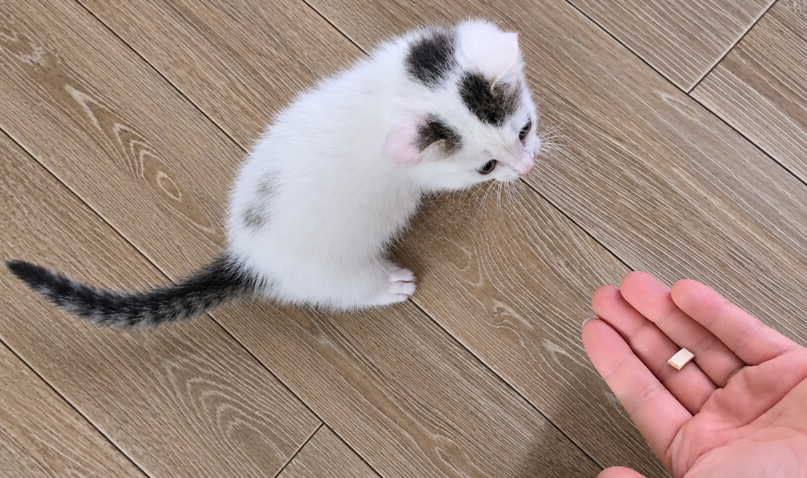 추천 급여 스케줄
