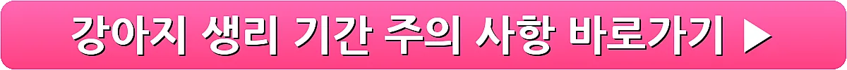 강아지 생리 기간 주의 사항_10