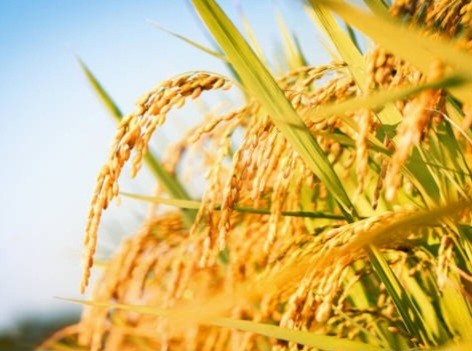 정부24 추석지원금