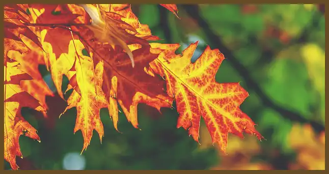 서울 근교 단풍 명소 (지금이 단풍 절정시기)