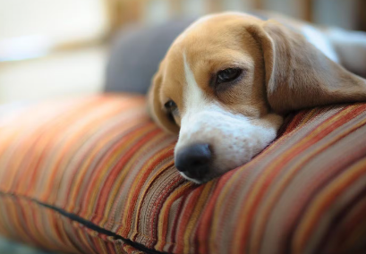 누워있는 강아지