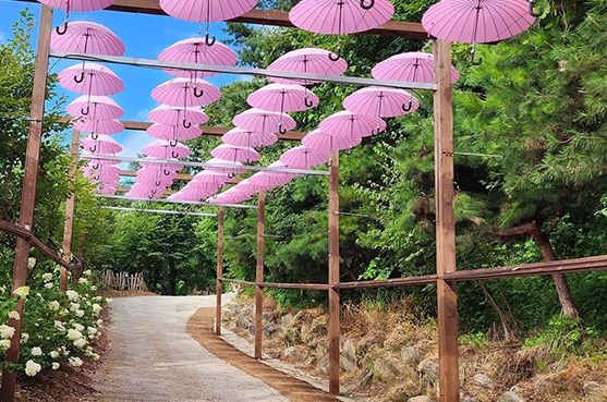 포천 허브아일랜드 핑크뮬리 포토존