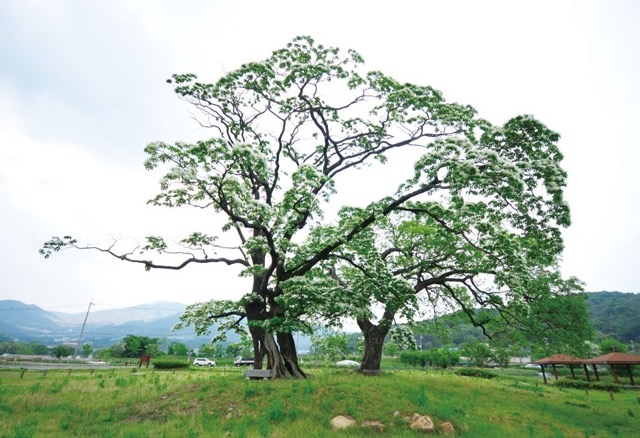 이팝나무꽃 명소