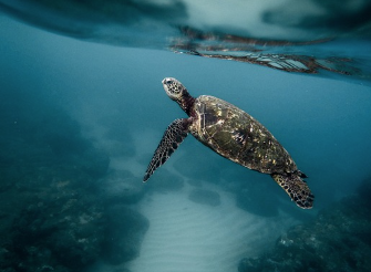 거북이 나오는 꿈 의미 및 상황별 해몽(길몽,태몽)