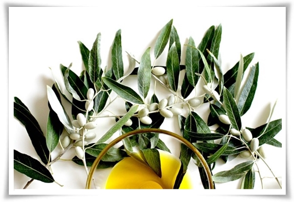 "올리브나무 키우기" 집에서 즐기는 지중해의 향기 정원!