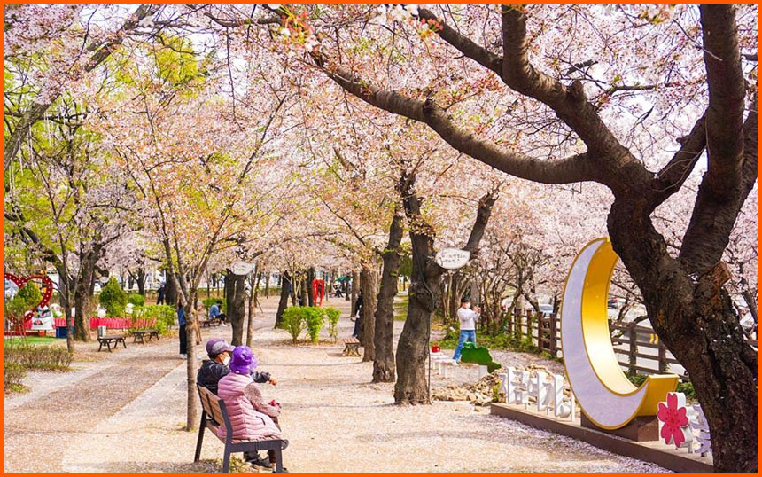 대구 북구 꽃보라동산 25년 벚꽃 개화 시기