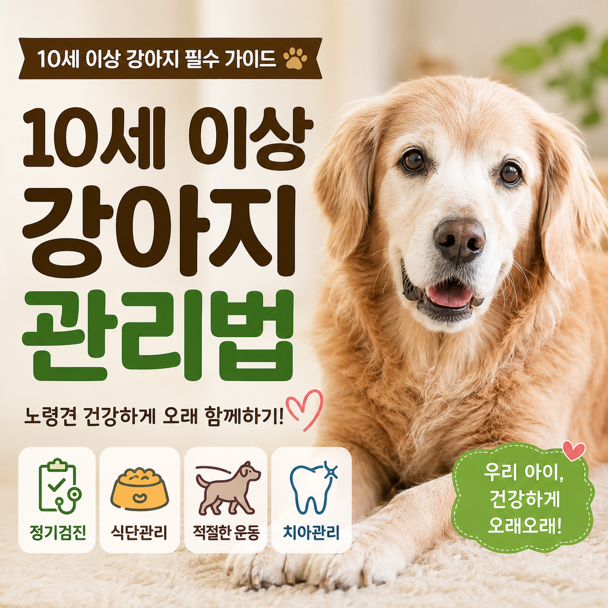 10세 이상 강아지에게 꼭 필요한 관리법