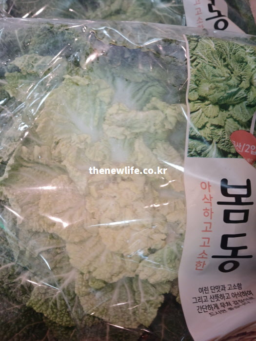 아삭하고 고소한 맛이 일품인 봄동 포장 실물. 참기름을 넣어 무쳐 먹는 겉절이 요리에 최적화된 신선한 상태