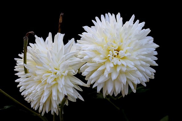 장례식장 조문 시간 조문 방법 조의금 금액 봉투 작성법