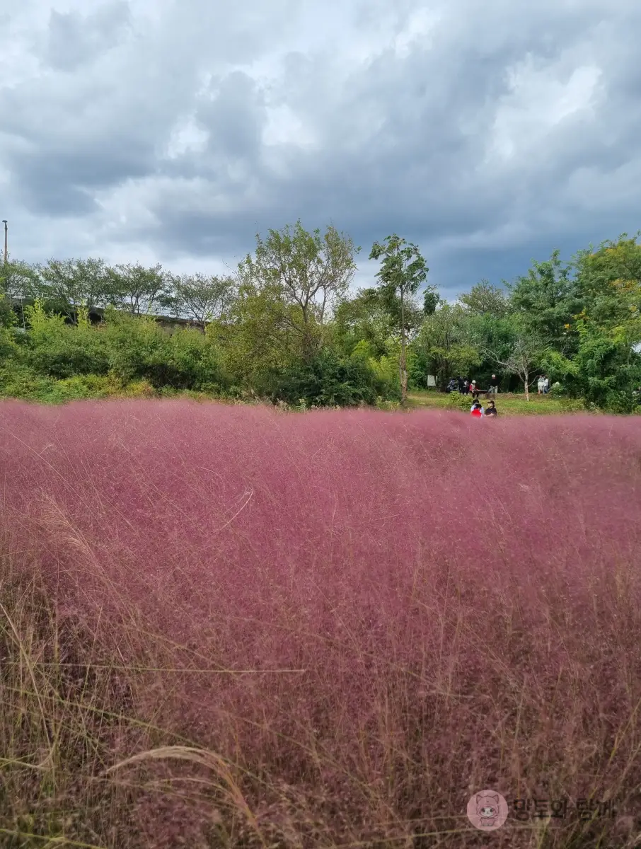 구름과-핑크뮬리