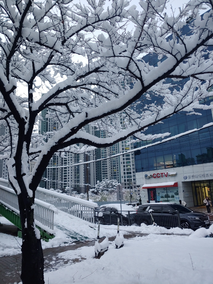 경기도-시흥시-대야동-첫눈