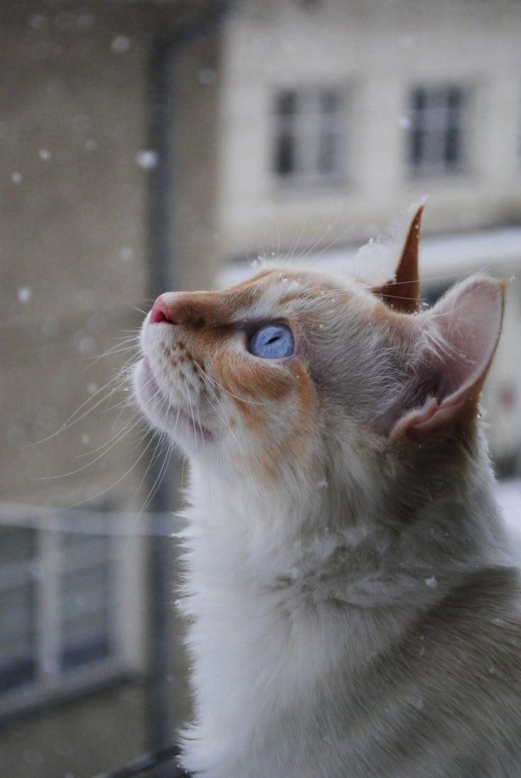 고양이의 감각능력