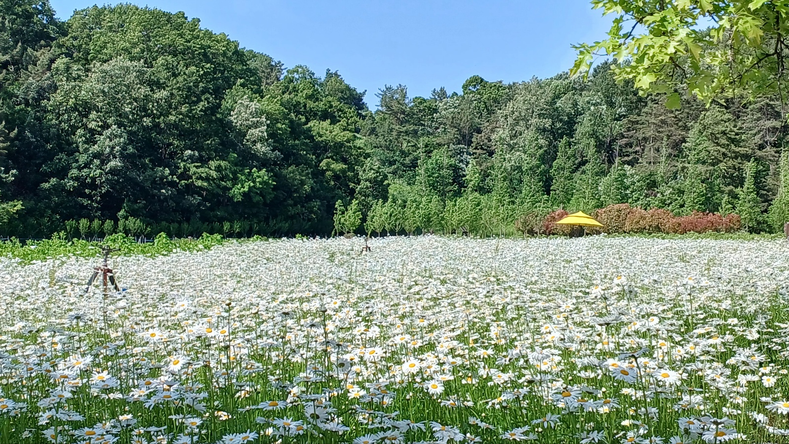 함안 악양생태공원 샤스타데이지6