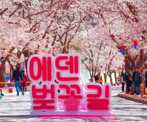 가평 벚꽃