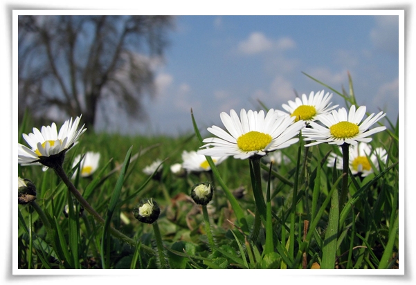 &quot;마가렛&quot; 상큼함으로 일상을 물들이는 꽃, 키우기부터 활용까지 완벽 가이드!