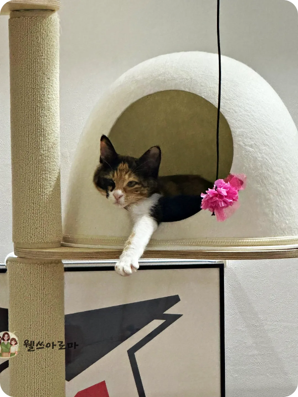 동생집고양이-쿠키-수직캣타워-숨숨집