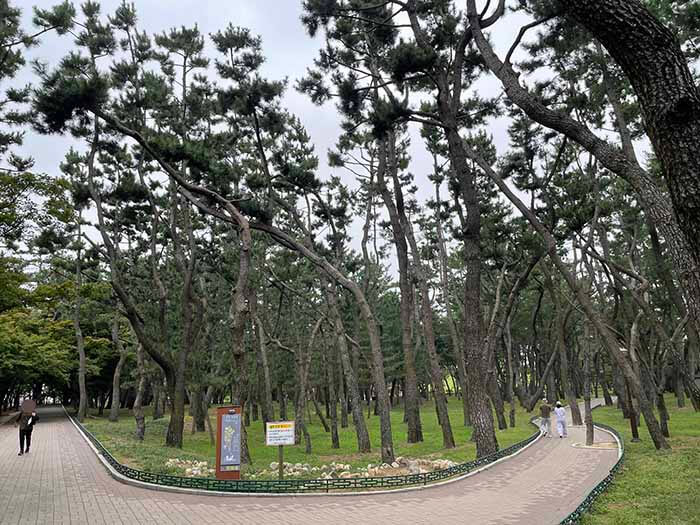 경주 대릉원 안에 오래됐지만 잘 가꿔진 고목들이 산책로에서 길게 뻗어 있는 사진