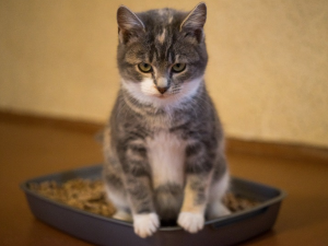 화장실에서 배뇨하는 고양이