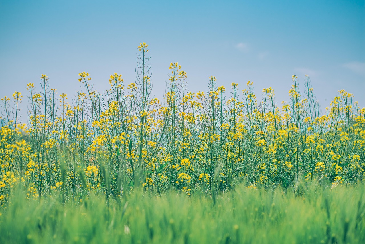 가족 식탁용 봄철 밥상 (봄나물전, 도다리국, 유채겉절이)