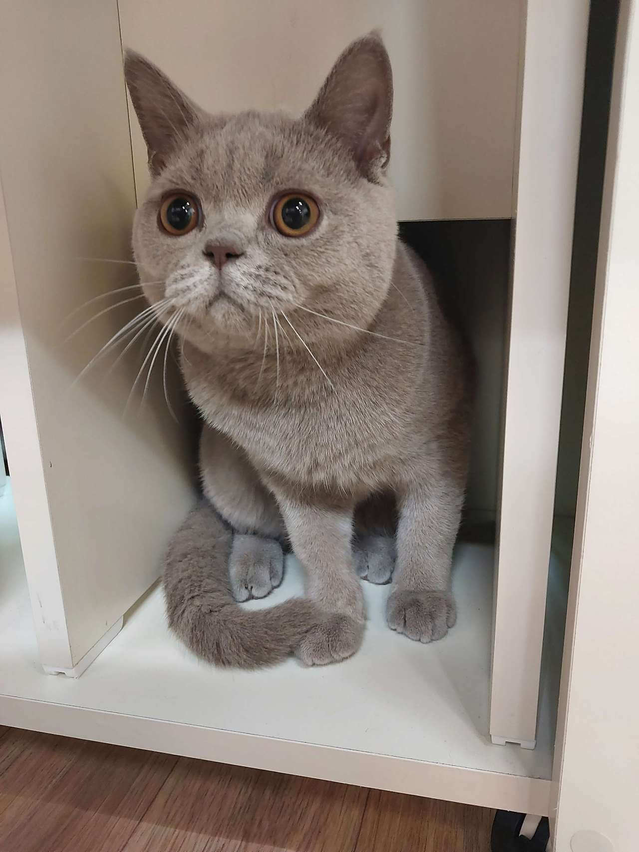 뛸 준비를 하는 고양이. 새끼 고양이는 기본적으로 에너지가 넘칩니다