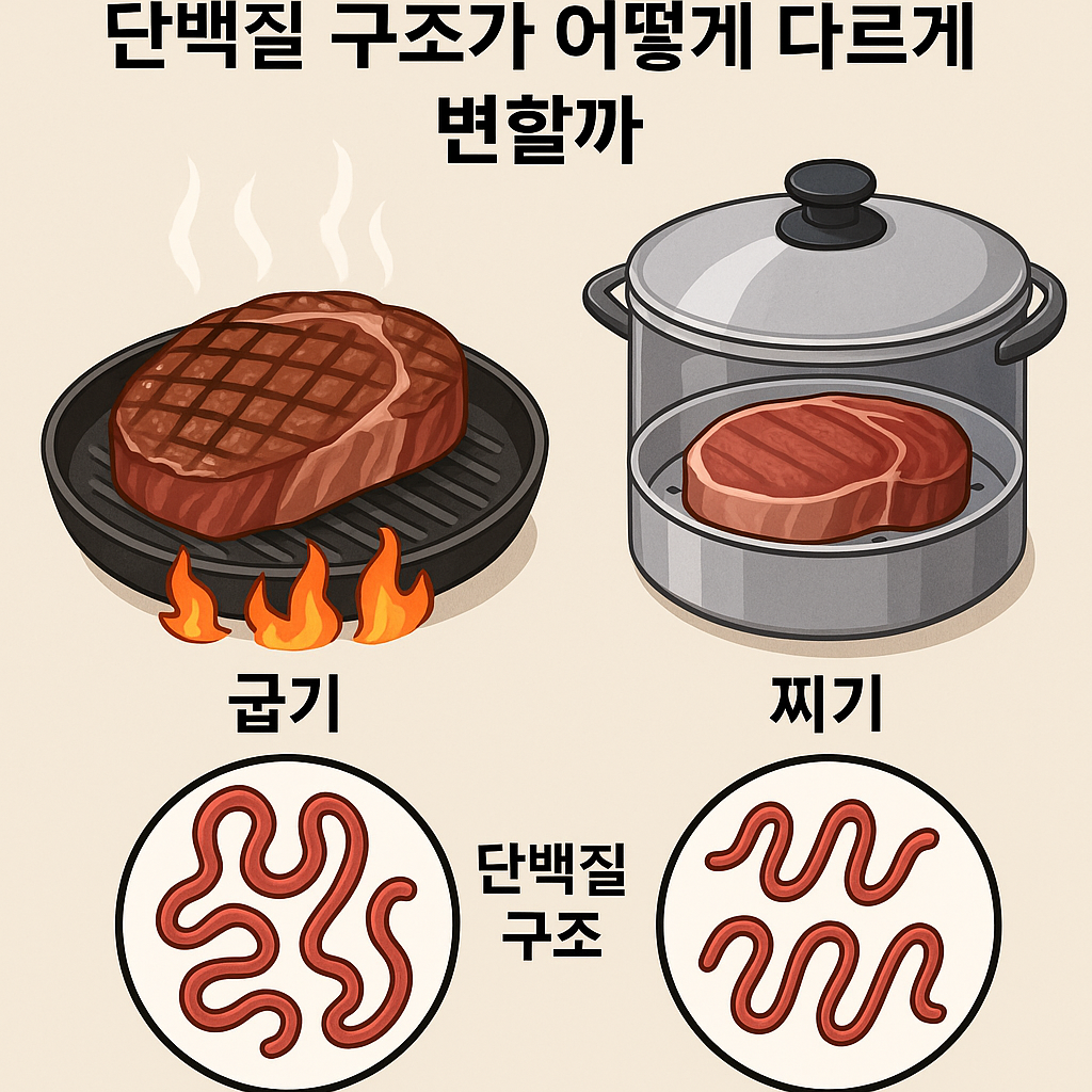 등심을 굽는것과 찌는것에 대한 단백질 구조 변화