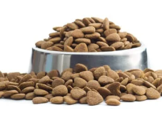 강아지 입양 전 필수 준비물 체크리스트 10가지