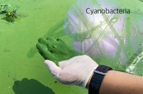 남세균(Cyanobacteria) 사진