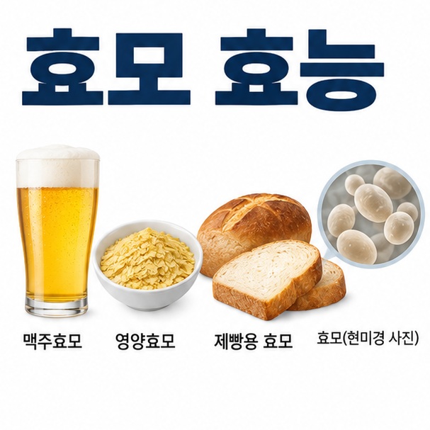 맥주효모 영양효모 제빵효모를 배경으로 효모 효능이라는 글자가 중앙에 놓인 교육용 영양 인포그래픽