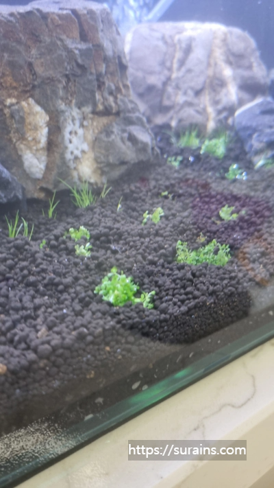 수초어항 꾸미기 준비물 레이아웃 만들기 정보