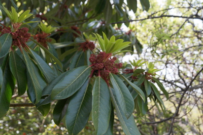 굴거리나무 꽃1