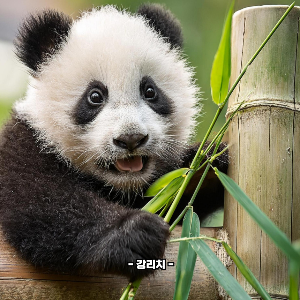 대나무 죽순이란