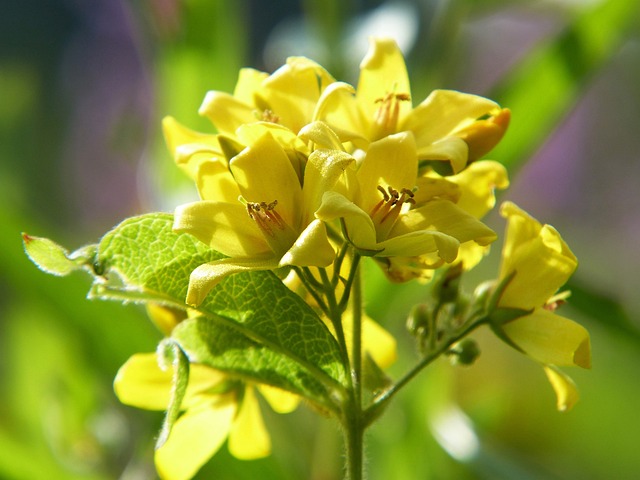 "정원의 예술: 희귀 식물로 꾸미는 집과 정원"