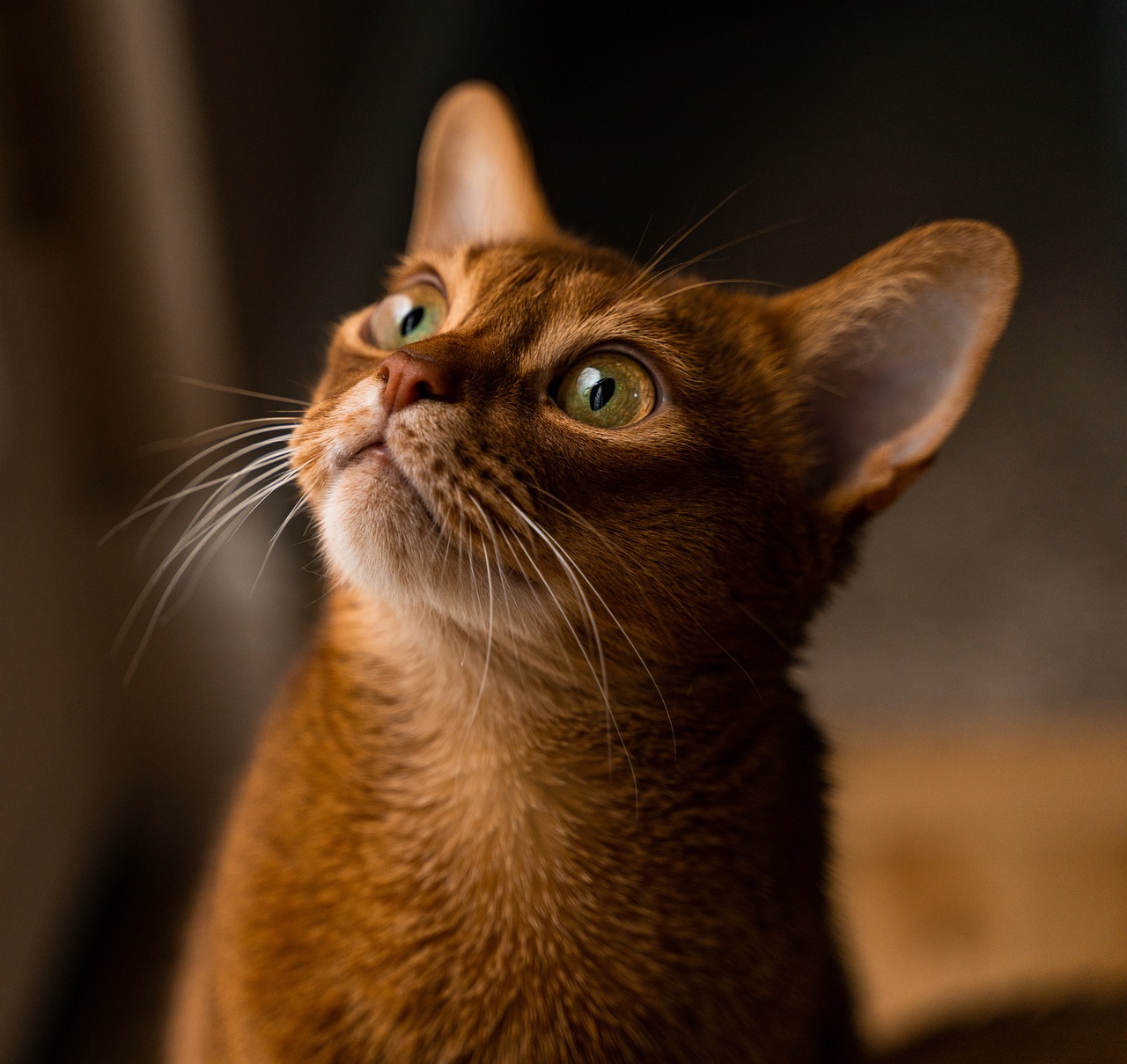 아비시니안(Abyssinian)5