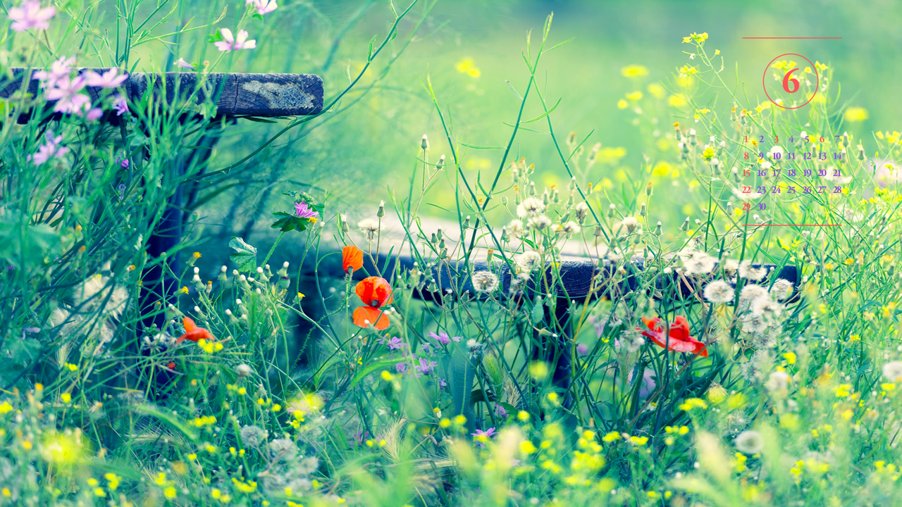 07 양귀비꽃 A - 2025년6월 노트북배경화면