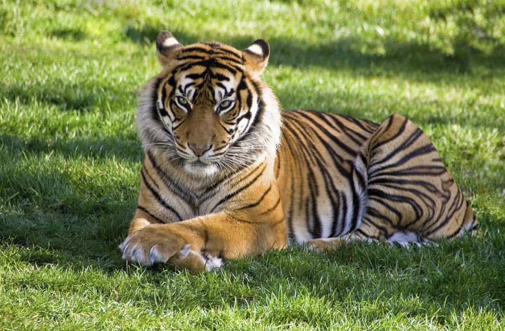 2026년 호랑이띠 운세