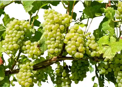 위암 초기증상, 위암에 좋은 음식 Best 10