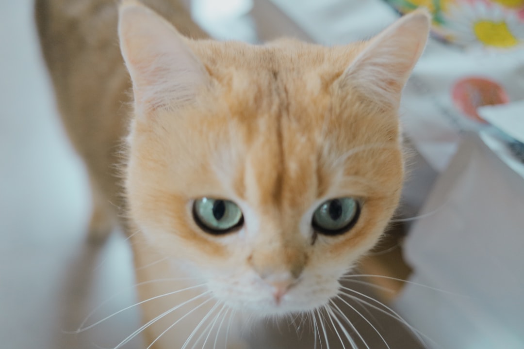 Pet.